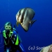 batfish_longfin_lk_h_0705_png1203.jpg